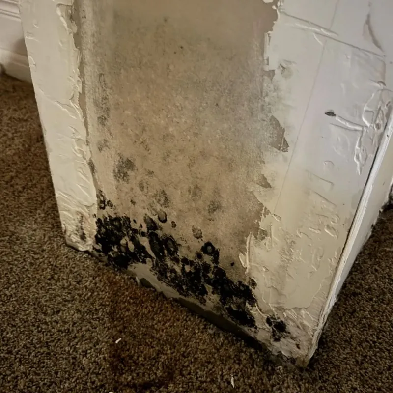 Professional Mold Removal in Warner Robins, GA